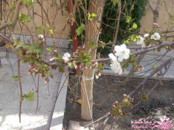 من شما را به چالش دعوت میکنم!