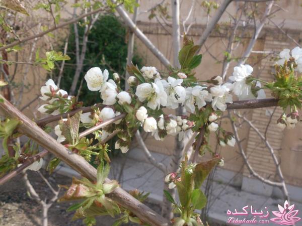 من شما را به چالش دعوت میکنم!