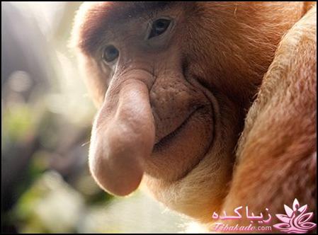 من شما را به چالش دعوت میکنم!