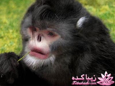 من شما را به چالش دعوت میکنم!