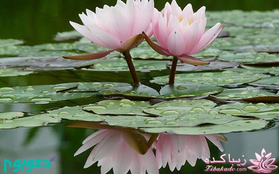 شعر و احساس....