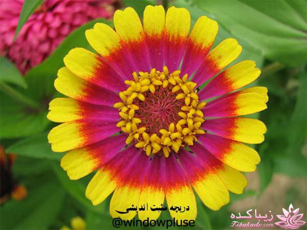 جمــله کده های رویــــــاهای من ...