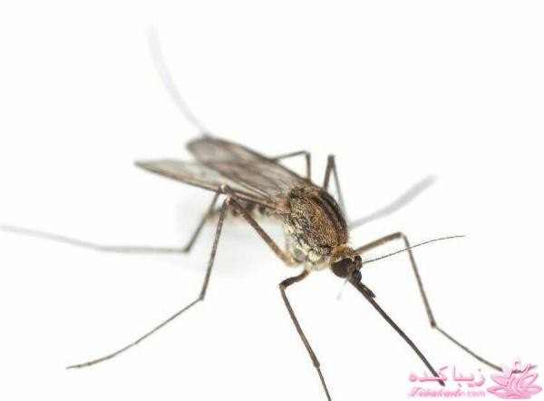 جالبه بدونین ...