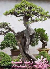 گیاهان آپارتمانی 