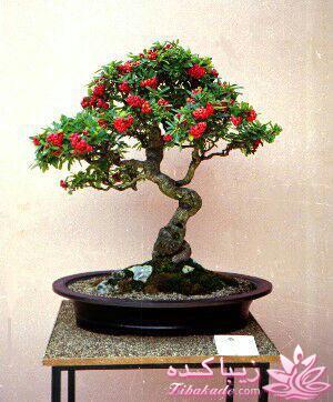 گیاهان آپارتمانی 