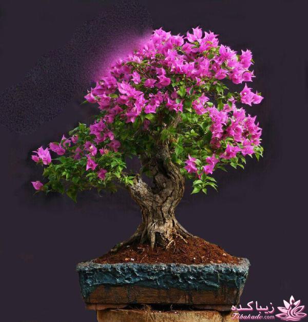 گیاهان آپارتمانی 