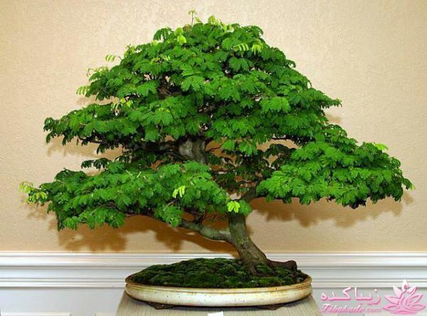 گیاهان آپارتمانی 