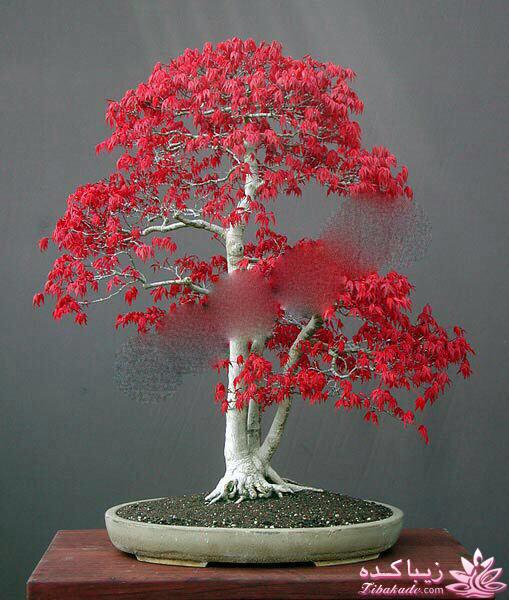 گیاهان آپارتمانی 