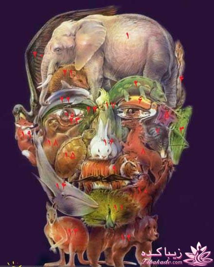 باهوش ها بیان ،جواب بدن