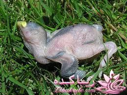 من شما را به چالش دعوت میکنم!