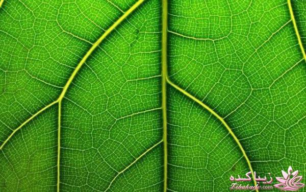 جالبه بدونین ...