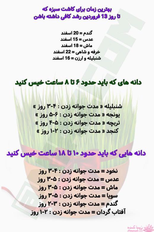 سبزه عید را خودتان سبز کنید !