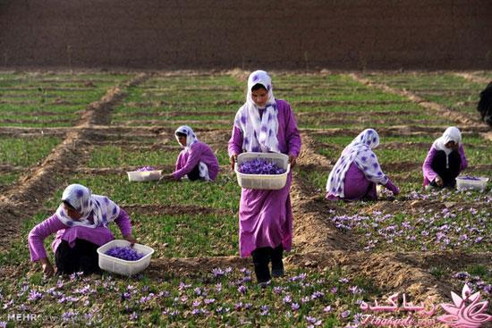 کافه نویسندگان