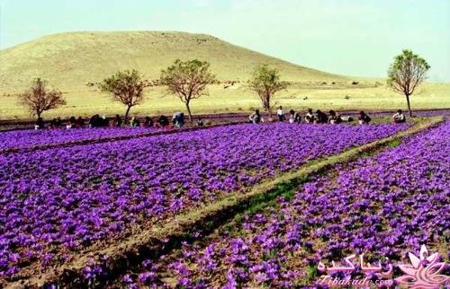 کافه نویسندگان