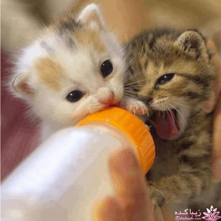 من شما را به چالش دعوت میکنم!