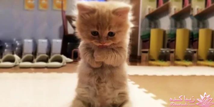 من شما را به چالش دعوت میکنم!