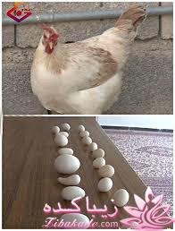 در همه حال بخند!!!