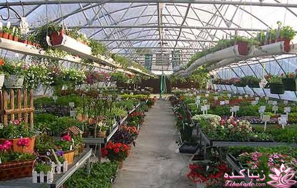 پرورش گل و گیاهان زینتی قاصدک