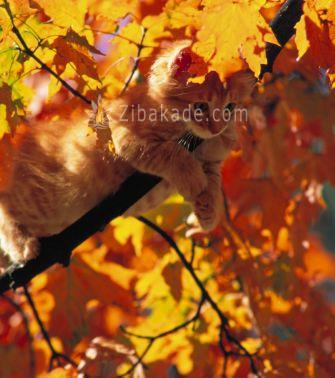 عکسهایی زیبا از حیوانات در پاییز