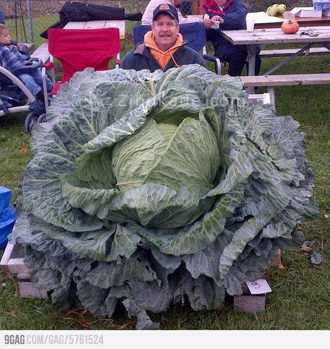 هنرمندی های جالب با میوه ها و سبزیجات