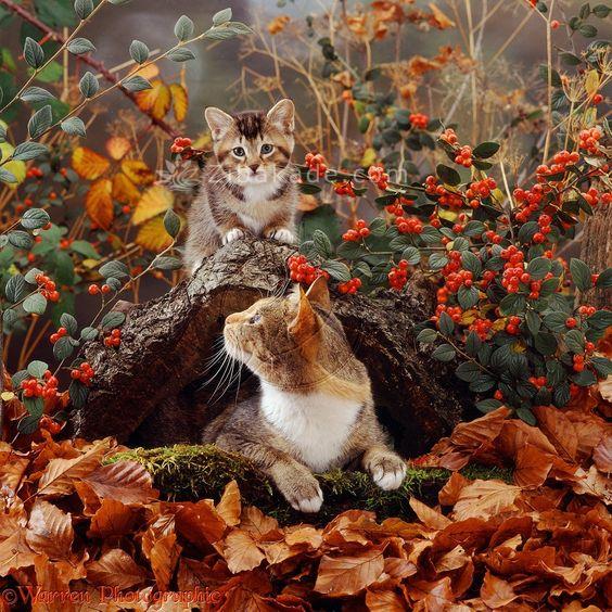عکسهایی زیبا از حیوانات در پاییز