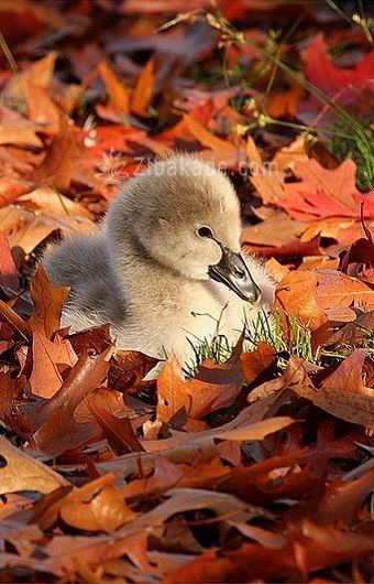 عکسهایی زیبا از حیوانات در پاییز