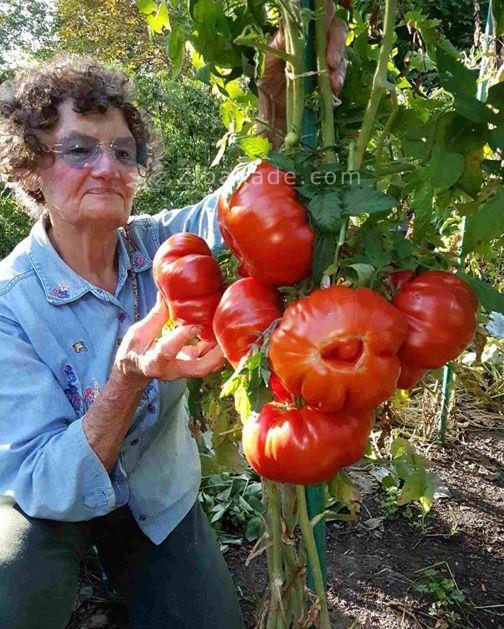 هنرمندی های جالب با میوه ها و سبزیجات