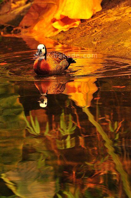 عکسهایی زیبا از حیوانات در پاییز