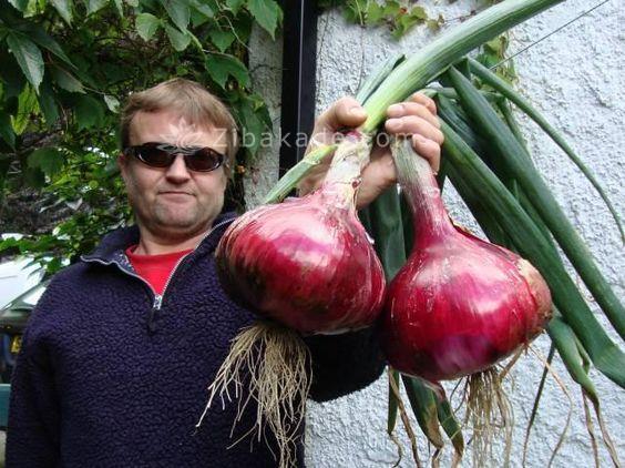 هنرمندی های جالب با میوه ها و سبزیجات