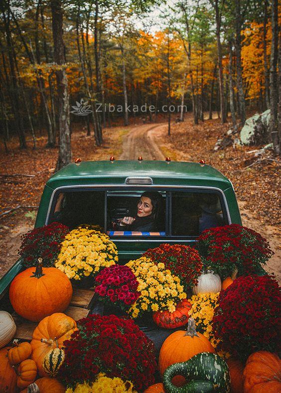 گیاهان آپارتمانی 