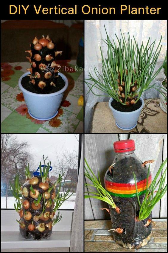 گیاهان آپارتمانی 