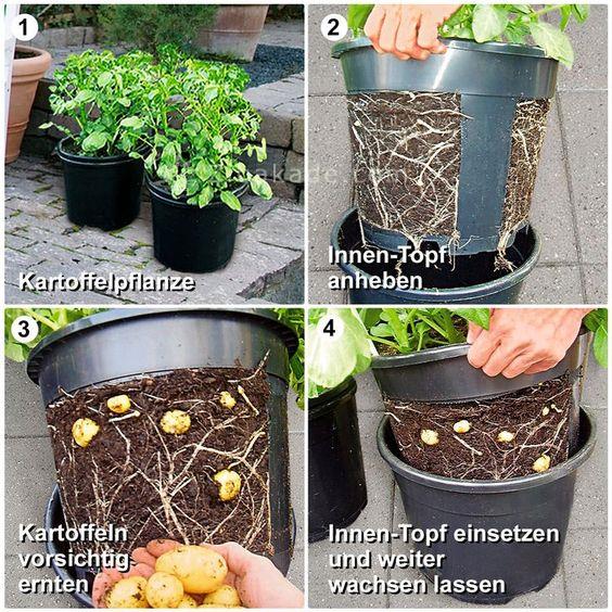 گیاهان آپارتمانی 