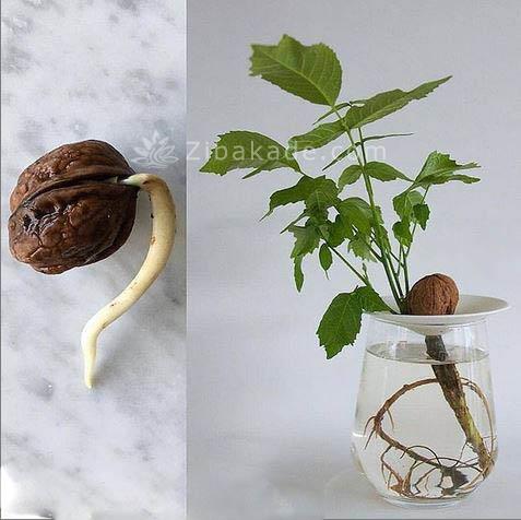 ایده های خلاقانه