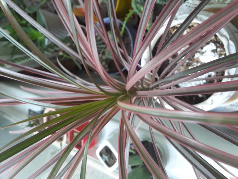 من شما را به چالش دعوت میکنم!