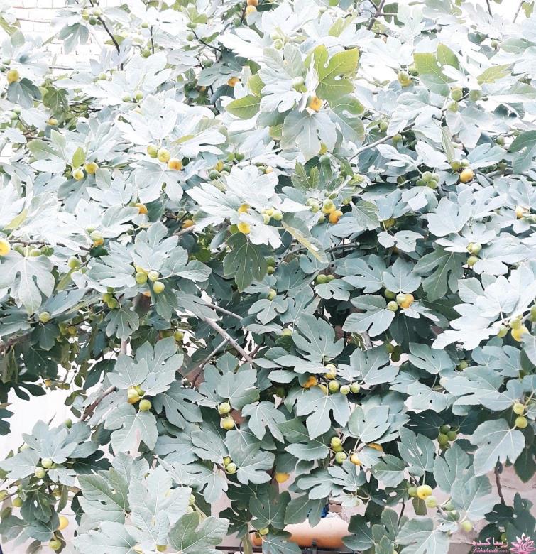 من شما را به چالش دعوت میکنم!