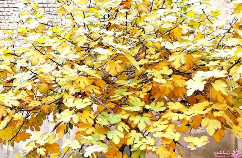 من شما را به چالش دعوت میکنم!