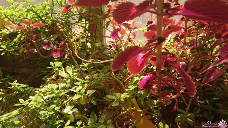 من شما را به چالش دعوت میکنم!