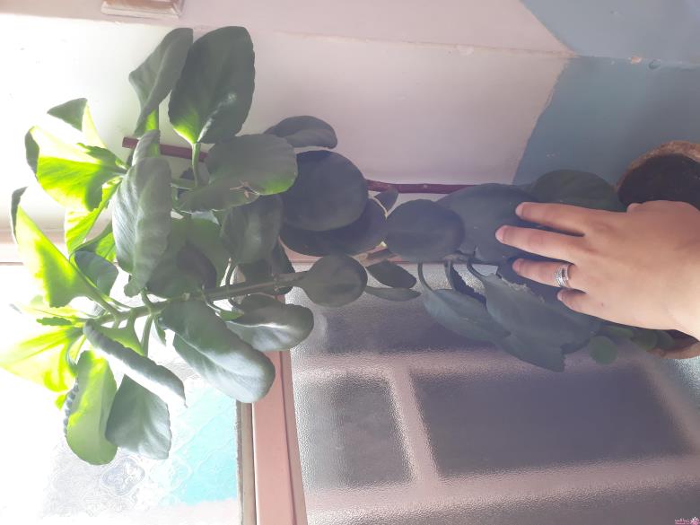 من شما را به چالش دعوت میکنم!