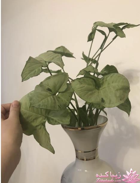 من شما را به چالش دعوت میکنم!