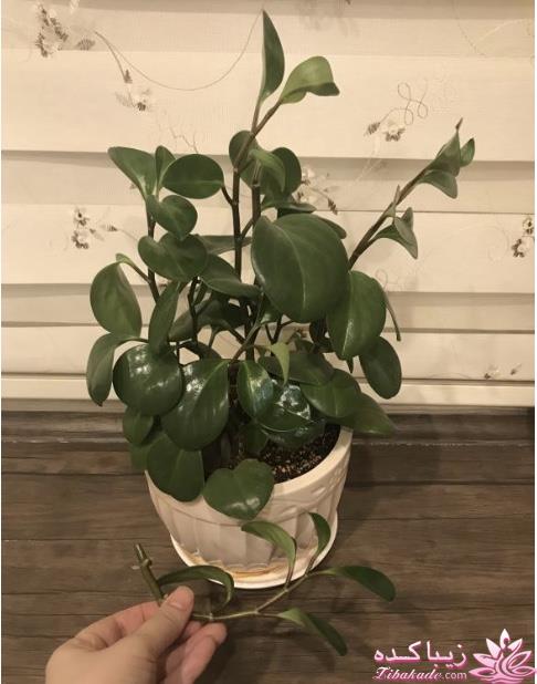 من شما را به چالش دعوت میکنم!