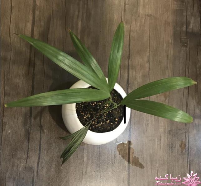 من شما را به چالش دعوت میکنم!