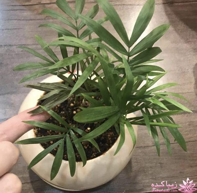 من شما را به چالش دعوت میکنم!