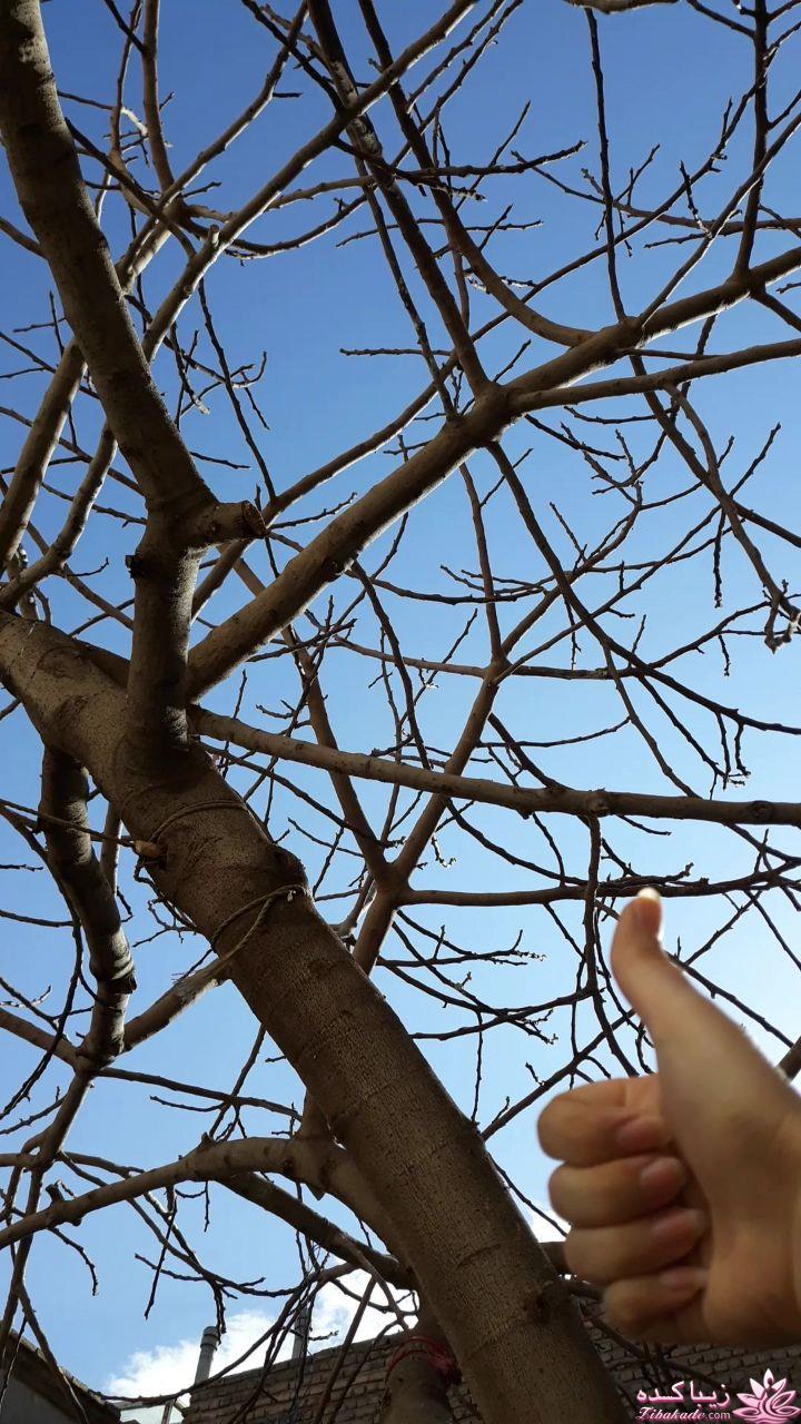 من شما را به چالش دعوت میکنم!