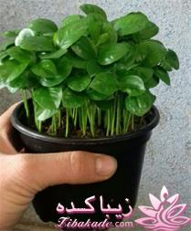 من شما را به چالش دعوت میکنم!