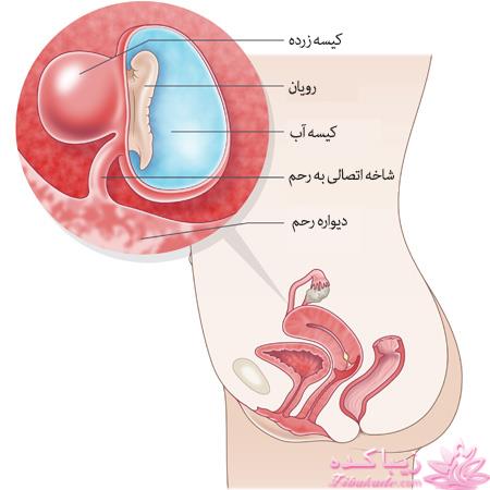 دوران بارداری با گلرو