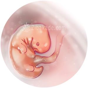 دوران بارداری با گلرو