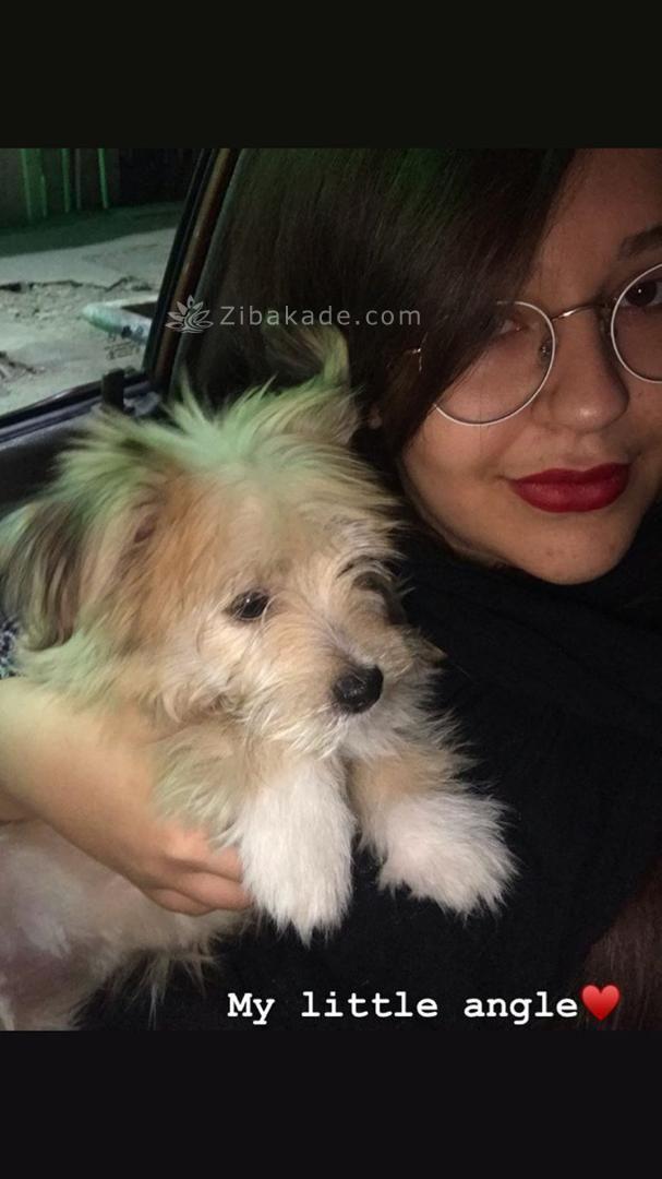 نگهداری سگ در آپارتمان-قصه سگ کوچولوی من پاپت