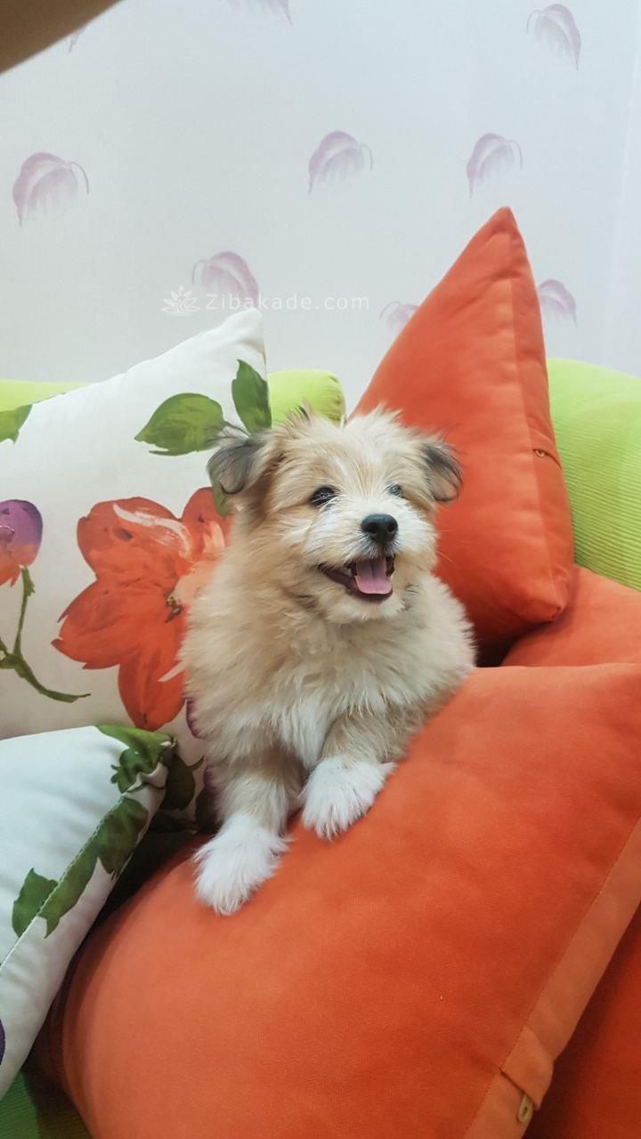 نگهداری سگ در آپارتمان-قصه سگ کوچولوی من پاپت