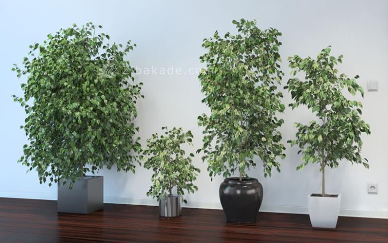 گیاهان آپارتمانی 