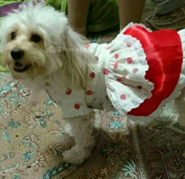 نگهداری سگ در آپارتمان-قصه سگ کوچولوی من پاپت